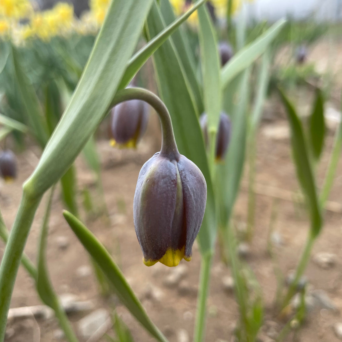 Close-up of Fritillaria uva-vulpis flowers, showcasing their distinctive checkered purple and green petals, from Hudson Valley Seed Co.