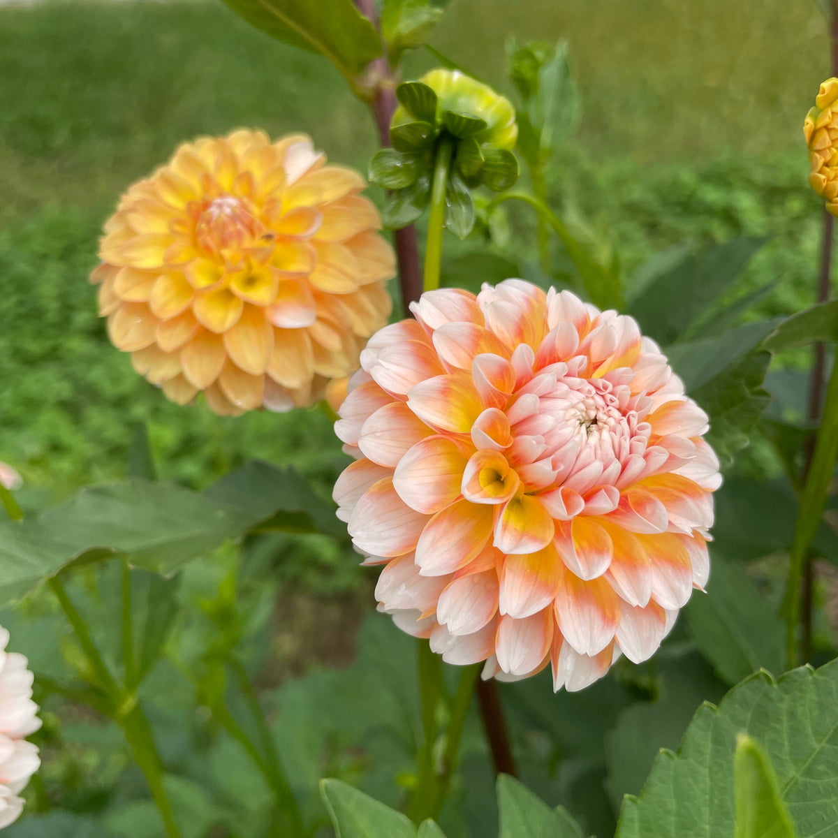 Bright pink Brandon James Dahlia flower tuber from Hudson Valley Seed Co. with lush, vibrant petals and healthy green foliage.