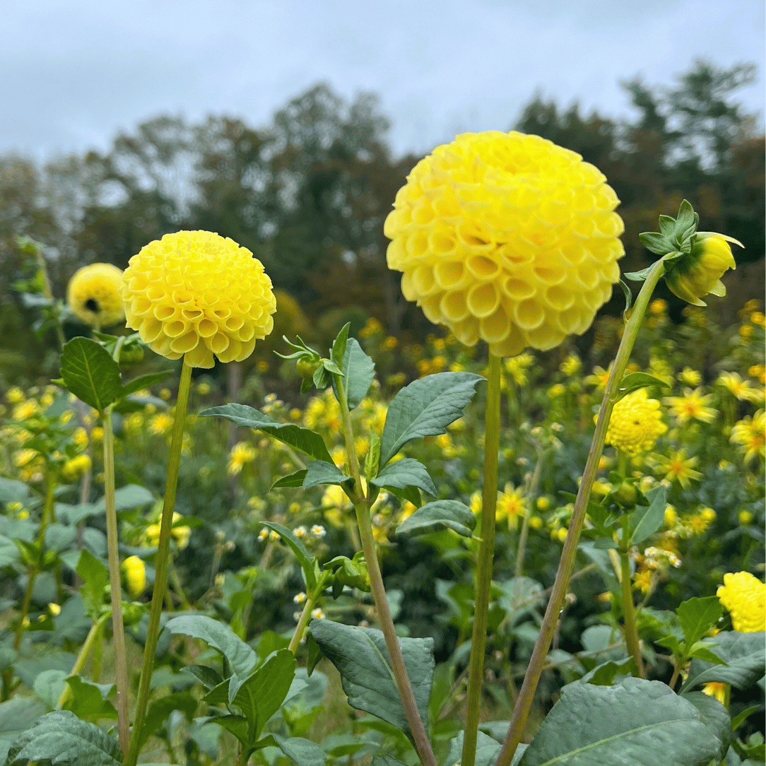 Bright yellow Little Scottie Dahlia flower from Hudson Valley Seed Co. with vibrant petals and lush green foliage.