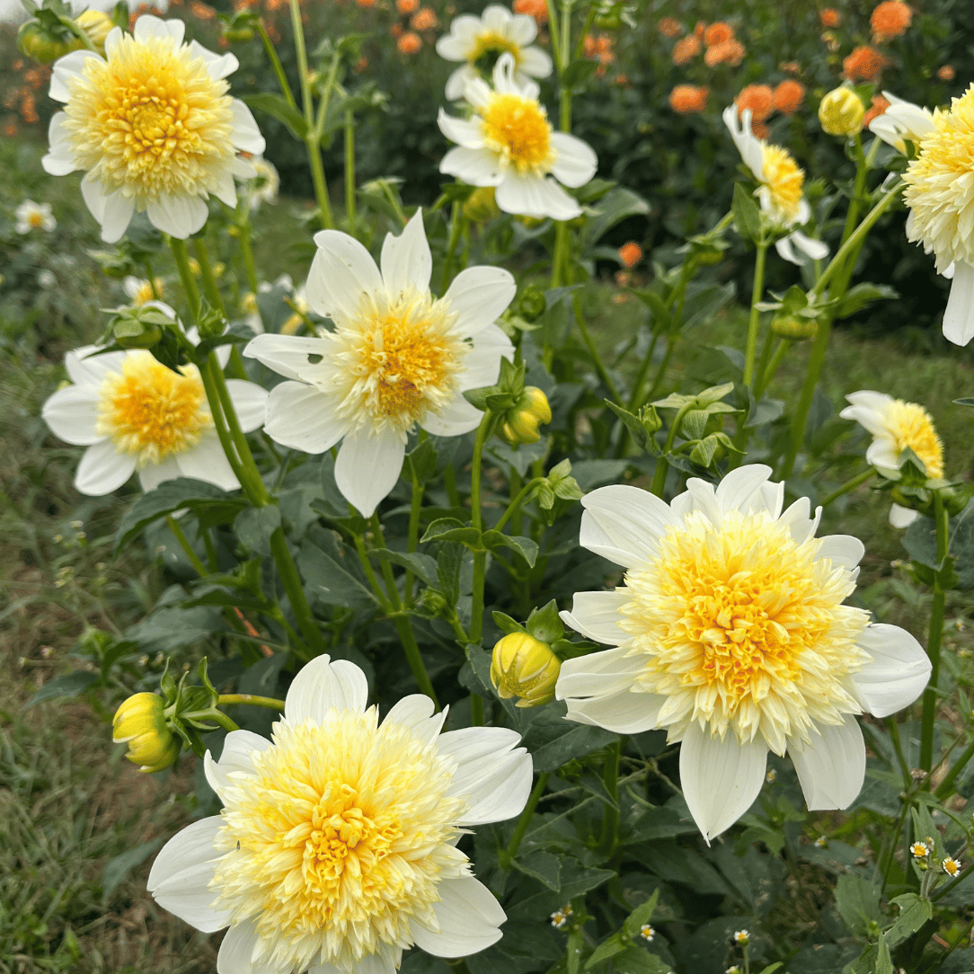 Platinum Blonde Dahlia flower tuber from Hudson Valley Seed Co. with vibrant, lush petals and healthy foliage.