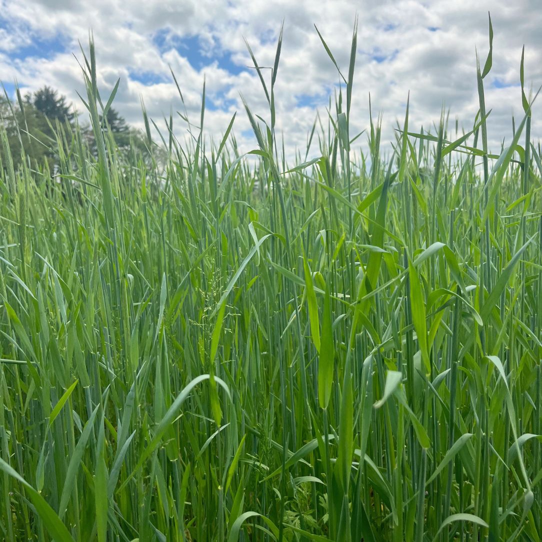 Winter Rye cover crop seed from Hudson Valley Seed Co., showing bags of rye seed for planting in tools and supplies.