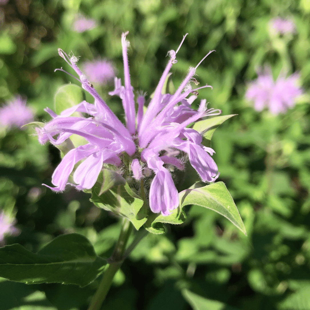Wild Bergamot flower from Hudson Valley Seed Co., showcasing purple blooms and green foliage of this native pollinator plant.