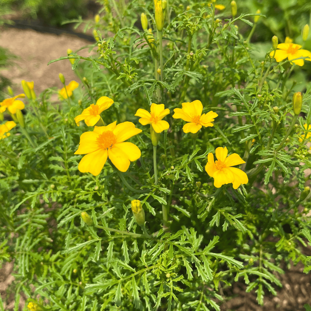 Bright Lemon Gem Marigold flowers with vibrant yellow blooms and green foliage, cultivated by Hudson Valley Seed Co.