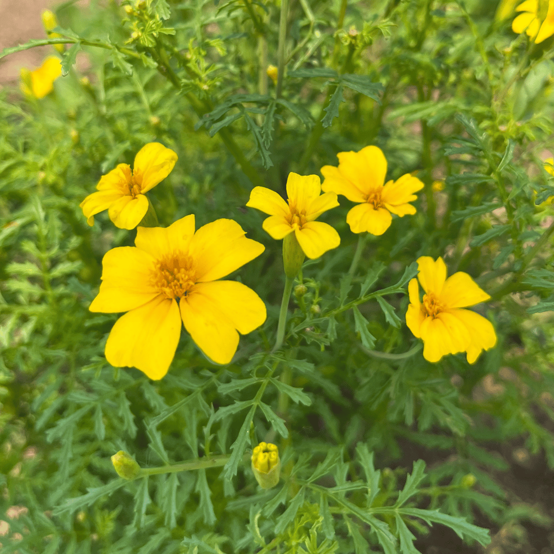Bright yellow Lemon Gem Marigold flowers with lush green foliage, showcasing vibrant blooms from Hudson Valley Seed Co.