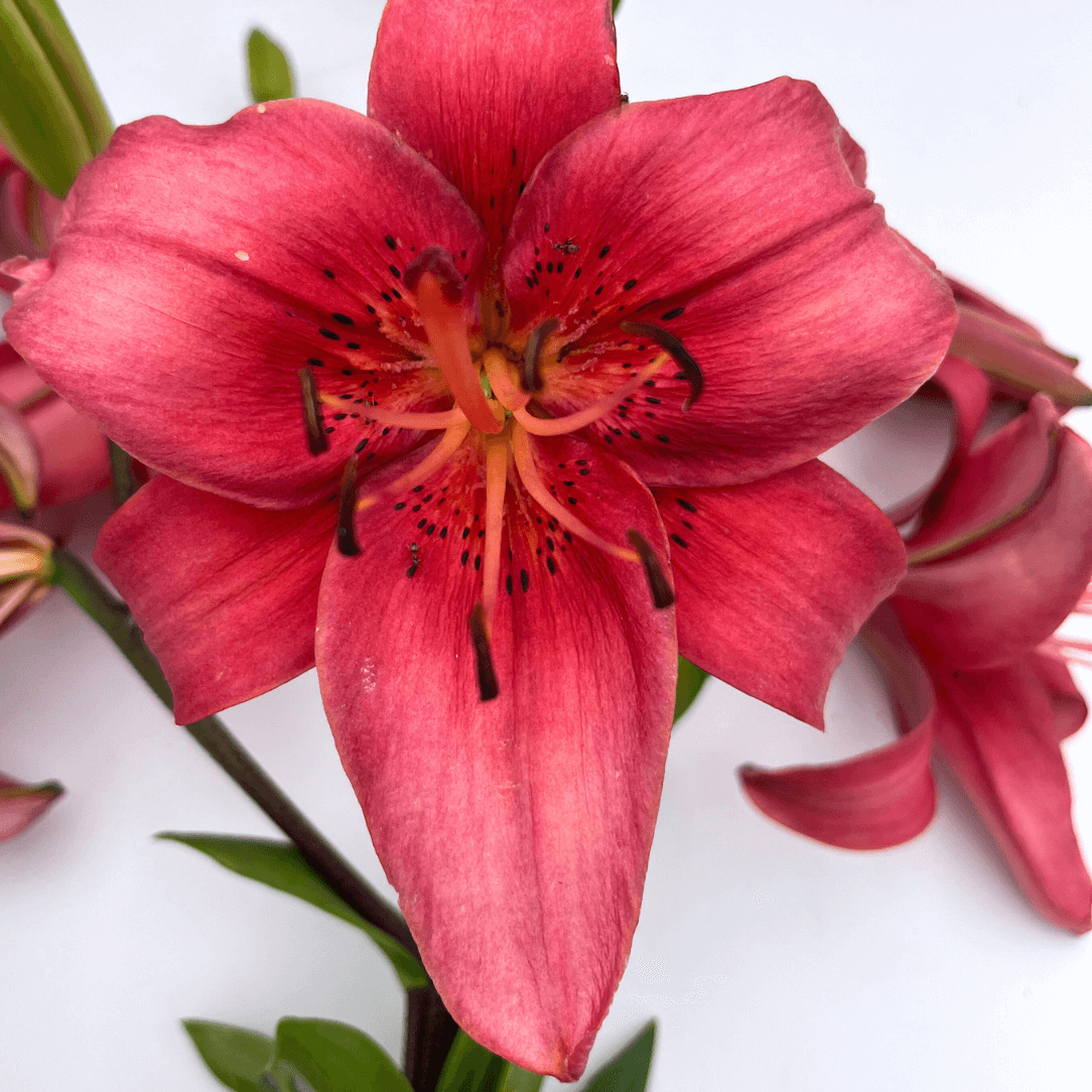 Close-up of Asiatic Lily Pearl Loraine flowers with white petals and pink streaks, cultivated by Hudson Valley Seed Co.