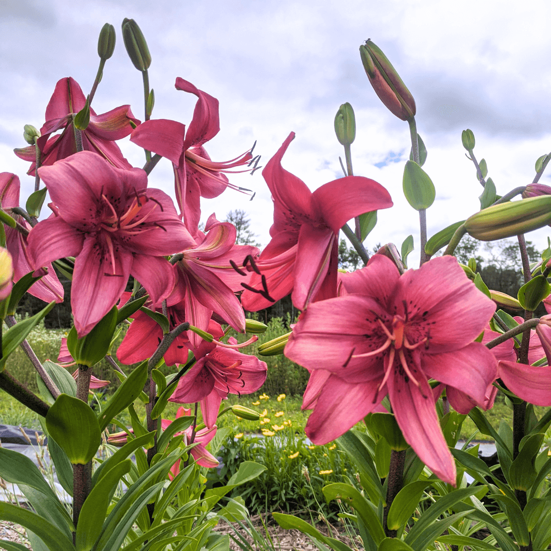 Asiatic Lily Pearl Loraine flowers with white petals and yellow centers, grown by Hudson Valley Seed Co.