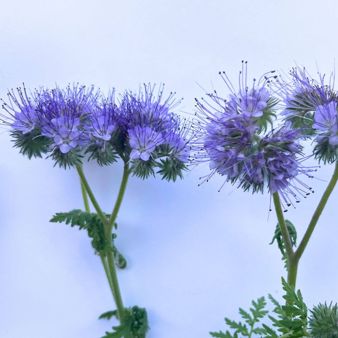 Lacy Phacelia flowers from Hudson Valley Seed Co., showcasing delicate, lavender-blue blossoms in a natural garden setting.