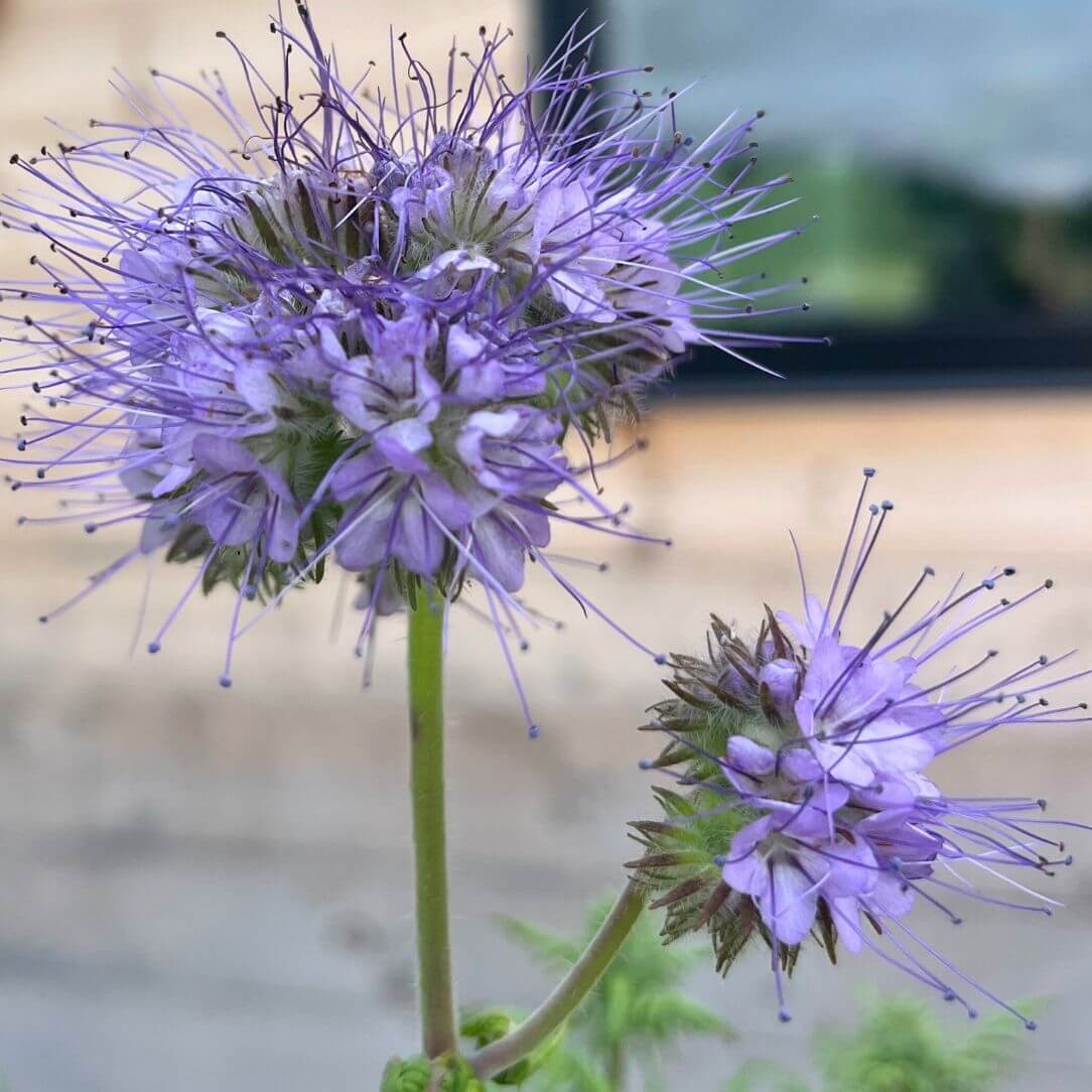 Close-up of Lacy Phacelia flowers from Hudson Valley Seed Co., showcasing delicate purple blossoms and green foliage.
