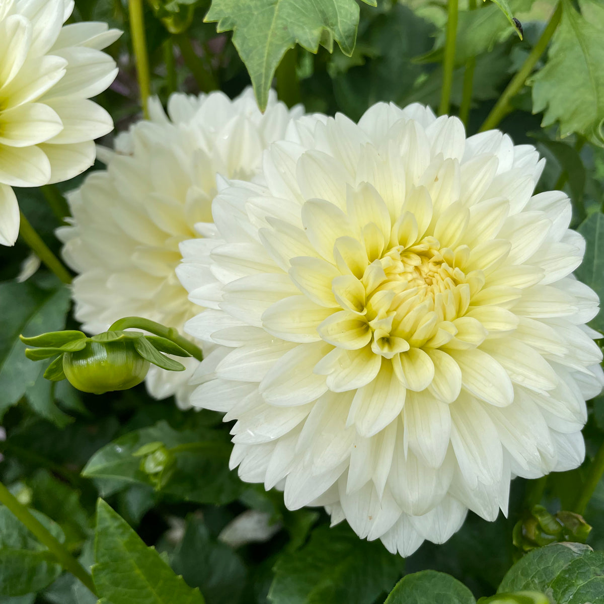 Fresh Tapioca Dahlia flower tuber from Hudson Valley Seed Co. with vibrant petals and green foliage.