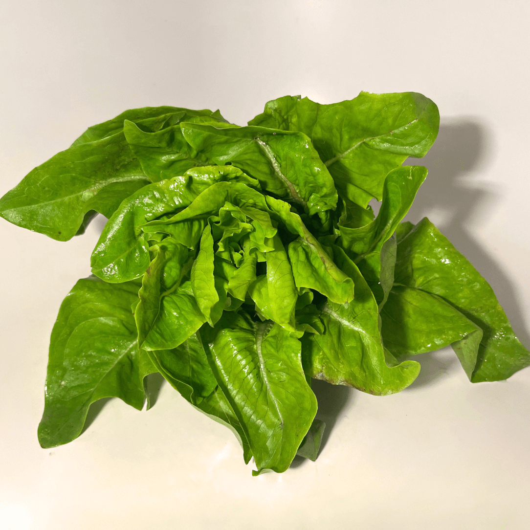 Fresh Amish Deer Tongue Lettuce from Hudson Valley Seed Co., showcasing elongated, crispy green leaves on a vegetable display.