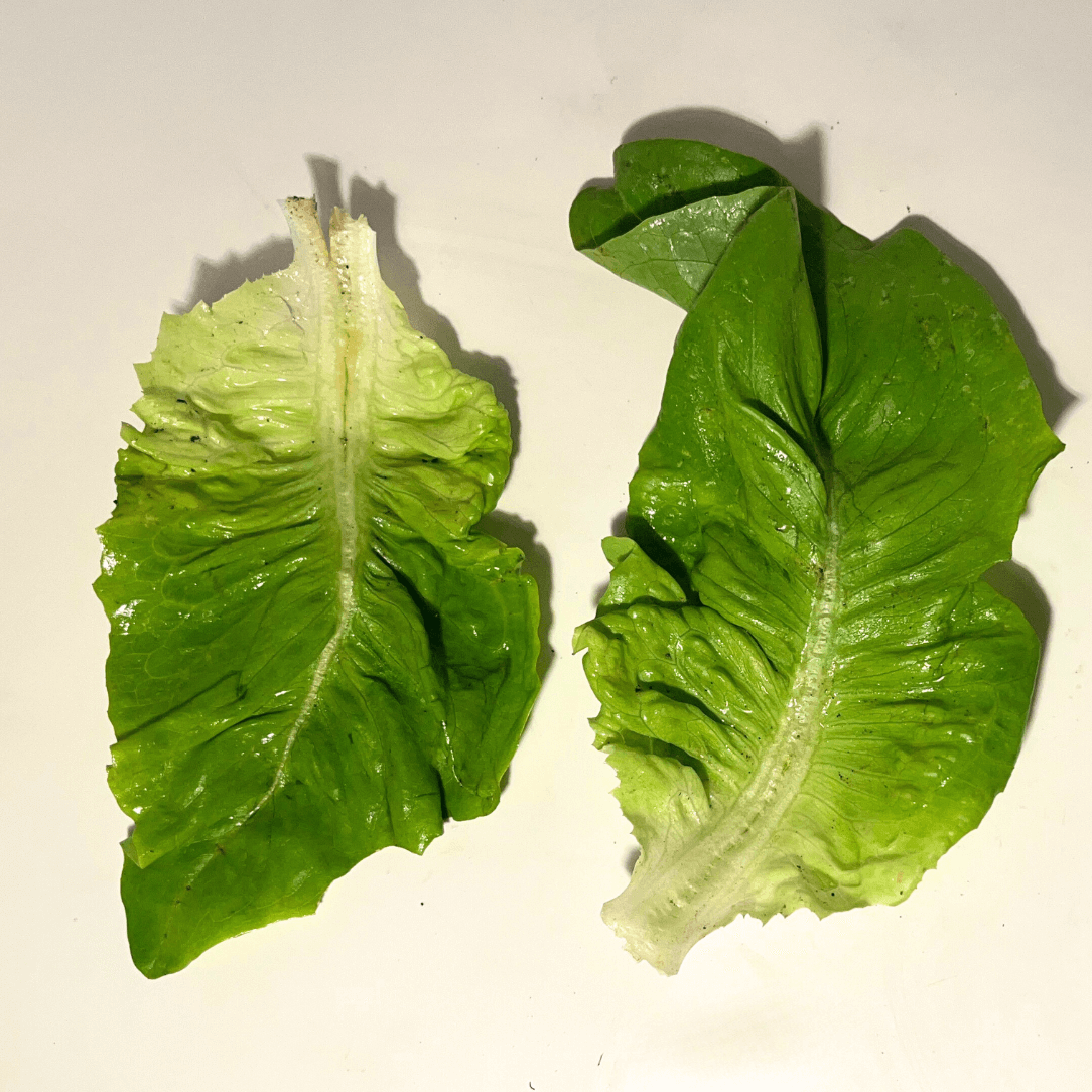 Fresh Amish Deer Tongue Lettuce from Hudson Valley Seed Co., showcasing elongated, vibrant green leaves on a crisp vegetable.