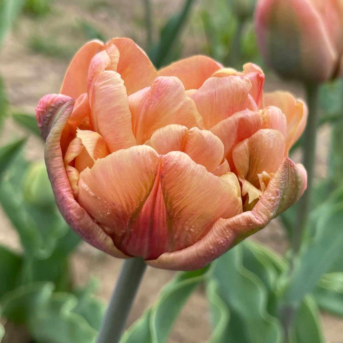 Vibrant tulip flower of the La Belle Epoque variety, showcasing bright petals and lush green leaves against a natural background.