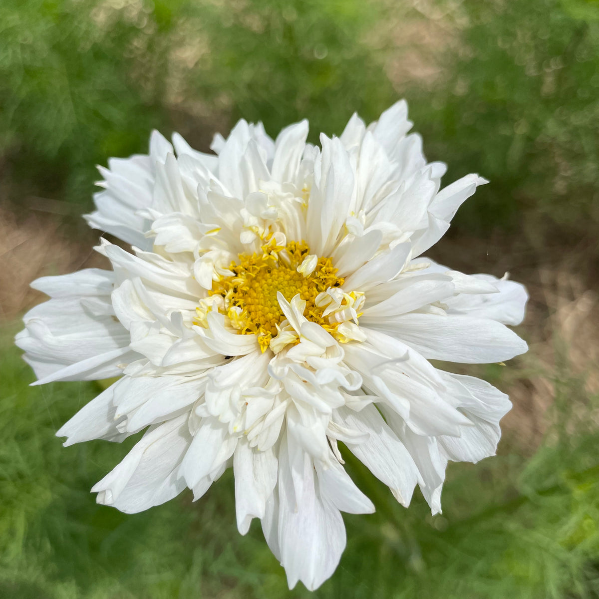 Close-up of Double Click Cosmos flowers in vibrant pink and white with lush green foliage, from Hudson Valley Seed Co.