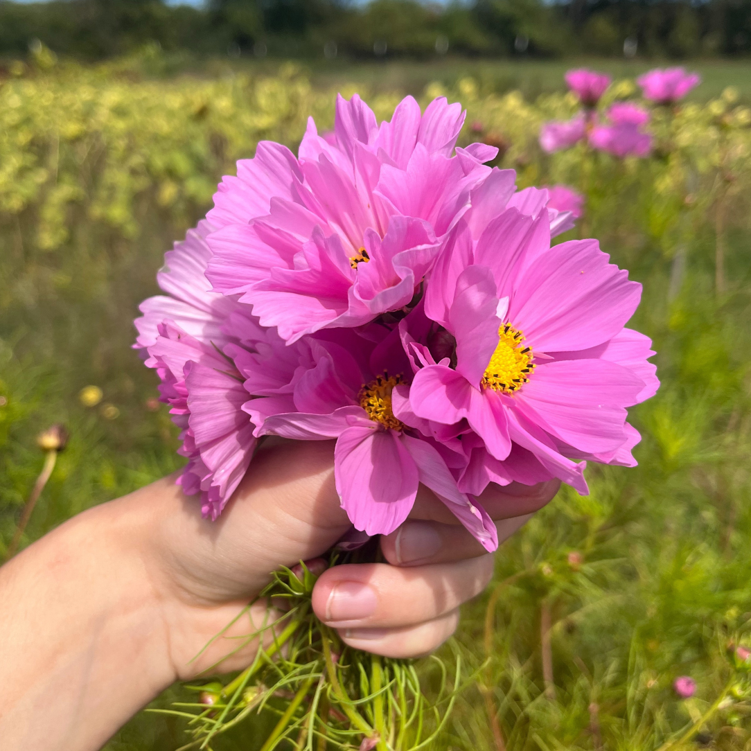 Sea Shells Cosmos