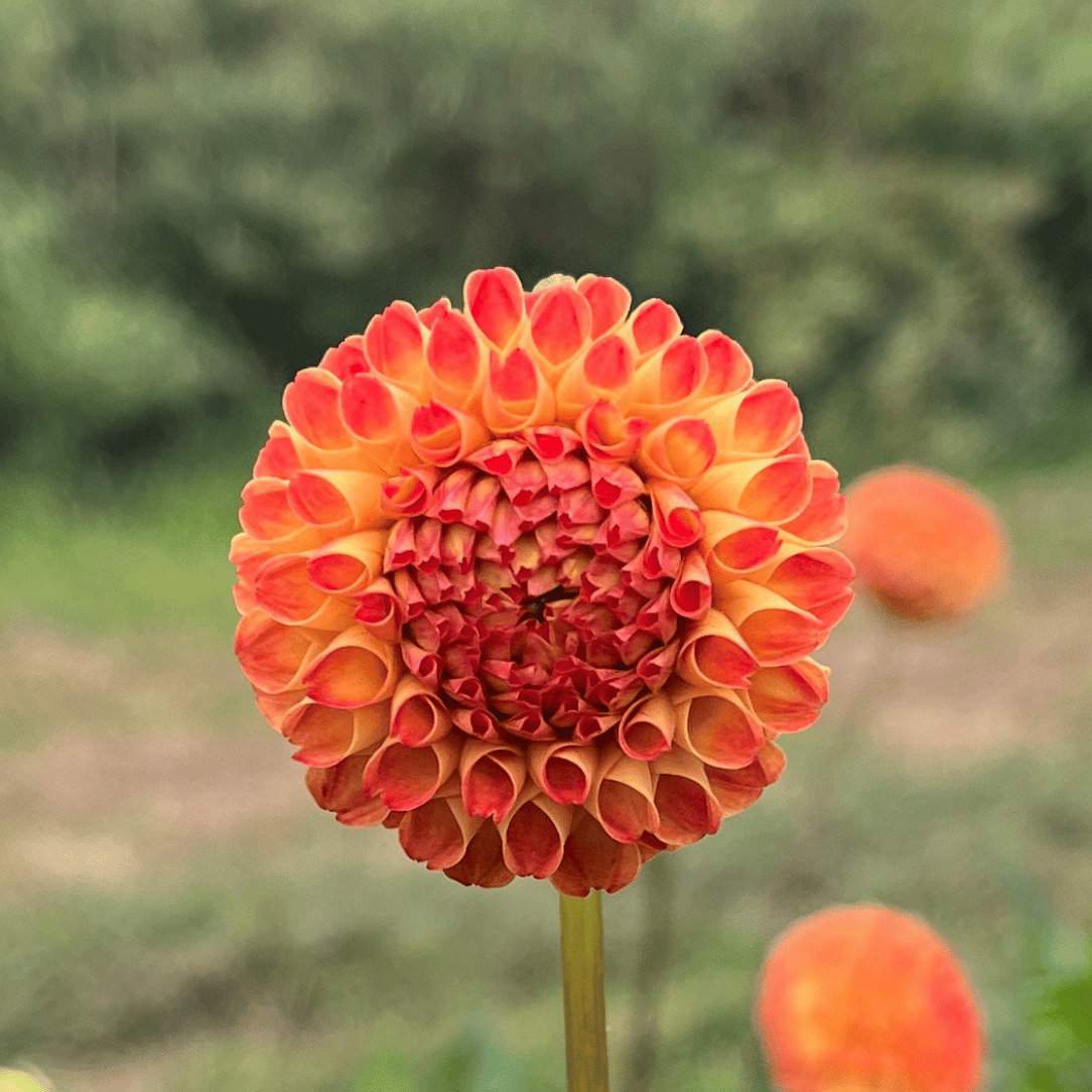 Bright ginger-colored Willo Dahlia flower tuber from Hudson Valley Seed Co. with vibrant petals and lush green foliage.