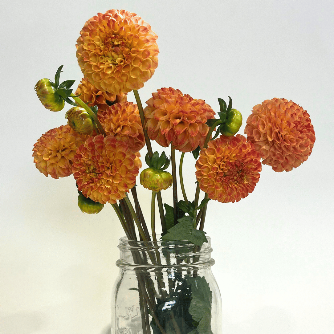 Ginger Willo Dahlia flowering tuber from Hudson Valley Seed Co. with vibrant, multi-colored petals and lush green foliage.