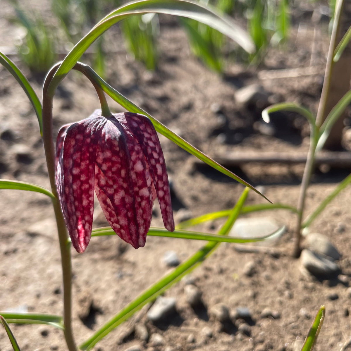 Colorful Fritillaria meleagris flowers from Hudson Valley Seed Co. in a vibrant garden display, showcasing bell-shaped blooms in a natural setting.