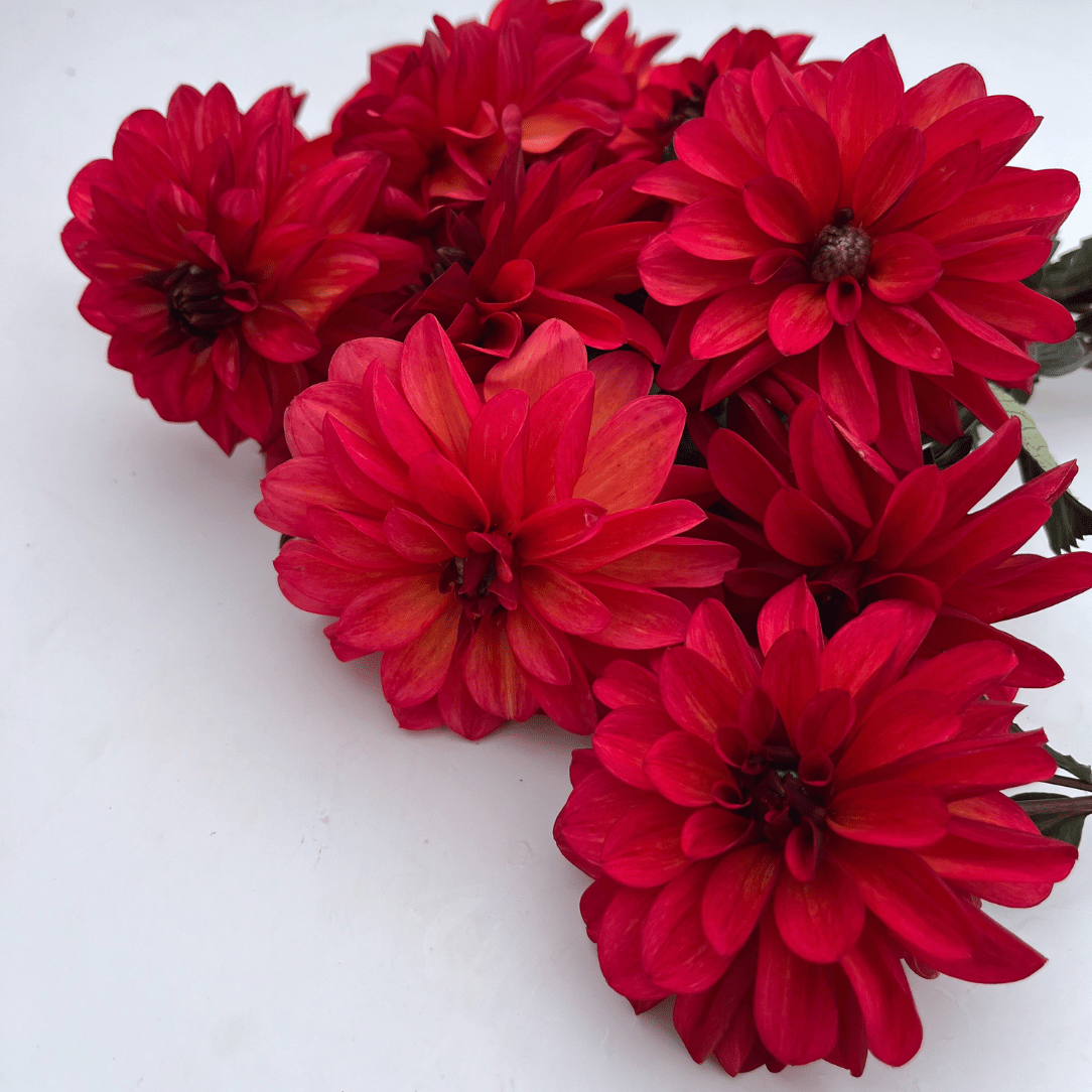 Bright orange and pink groovy dahlia flower tuber from Hudson Valley Seed Co. with lush petals and vibrant colors.