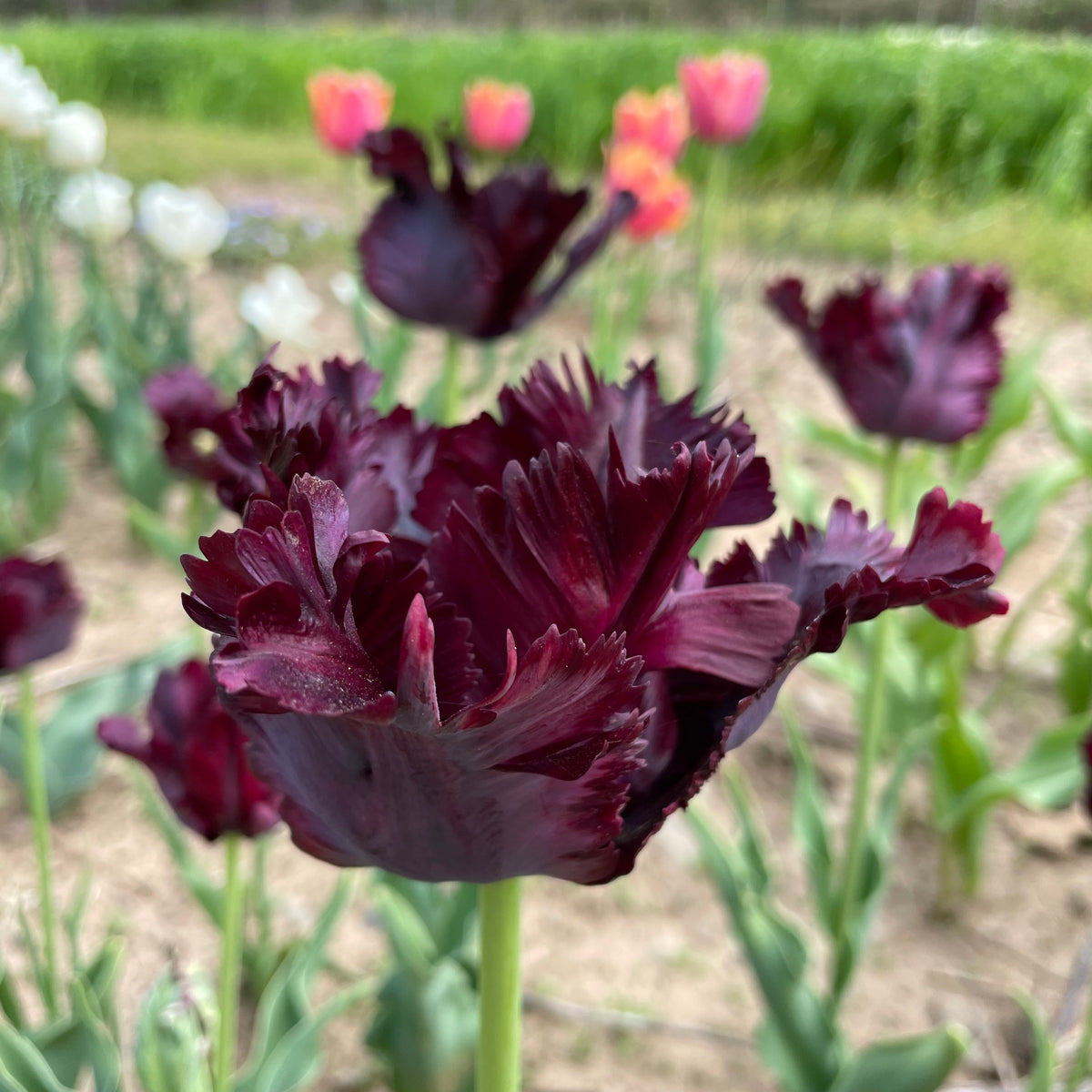 Close-up of vibrant black parrot tulip flowers with ruffled petals, showcasing the unique dark and colorful blooms from Hudson Valley Seed Co.