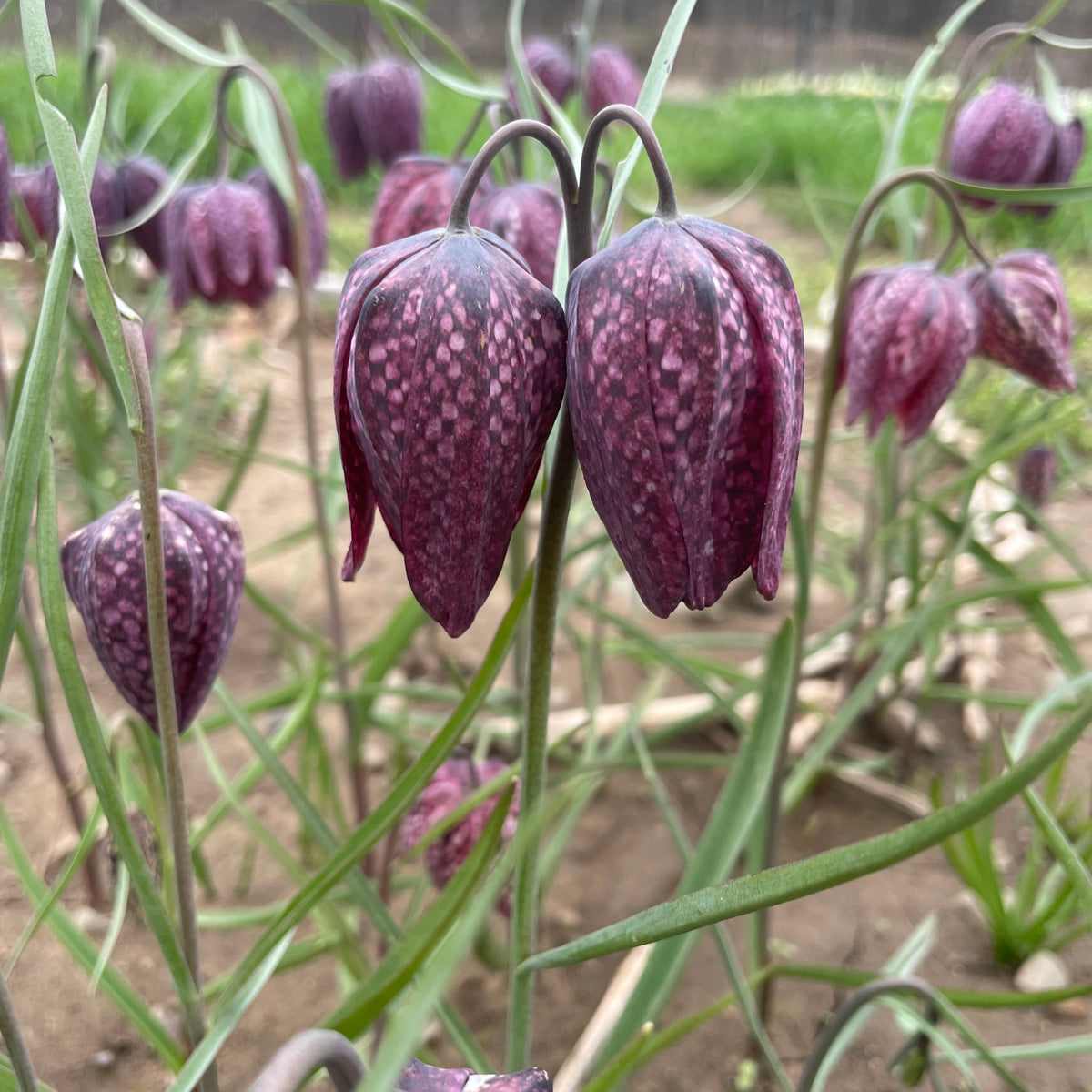Colorful Fritillaria meleagris flowers from Hudson Valley Seed Co. in a garden setting showcasing their distinctive checkered pattern.
