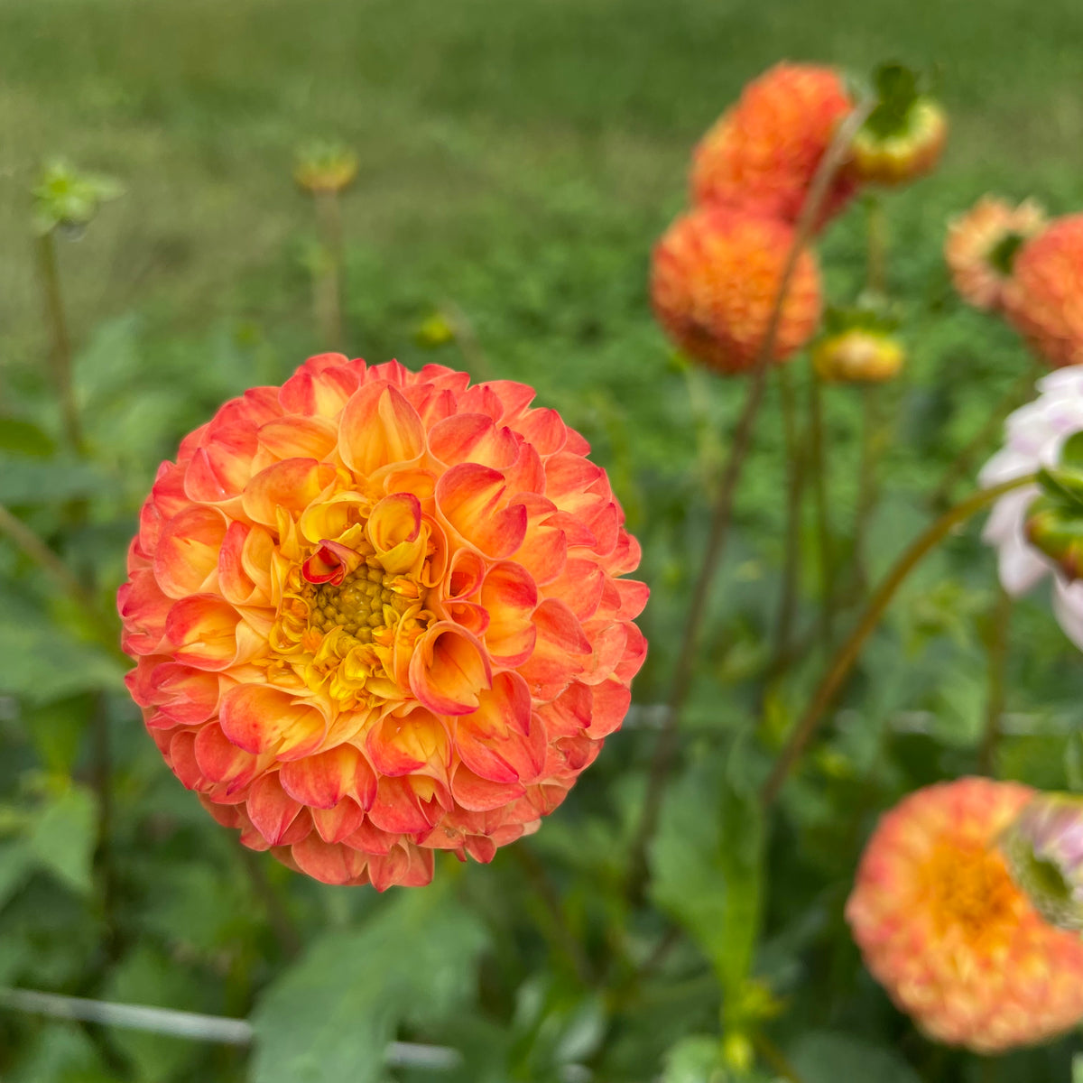 Ginger Willo Dahlia tuber from Hudson Valley Seed Co. showcasing its bulb shape and textured surface for planting.