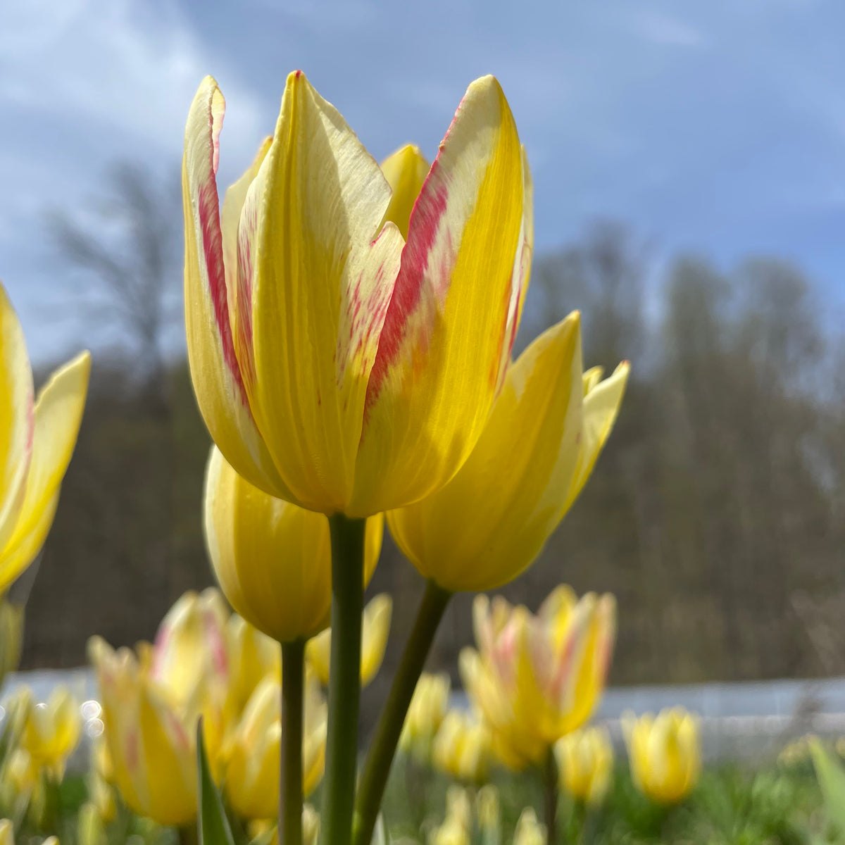 Bright yellow tulip &