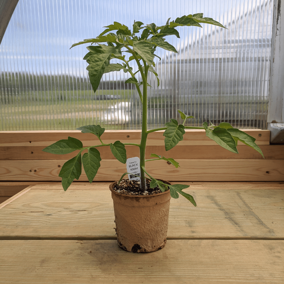 Black Krim tomato seedling from Hudson Valley Seed Co., healthy young vegetable plant with dark green leaves and developing fruit.