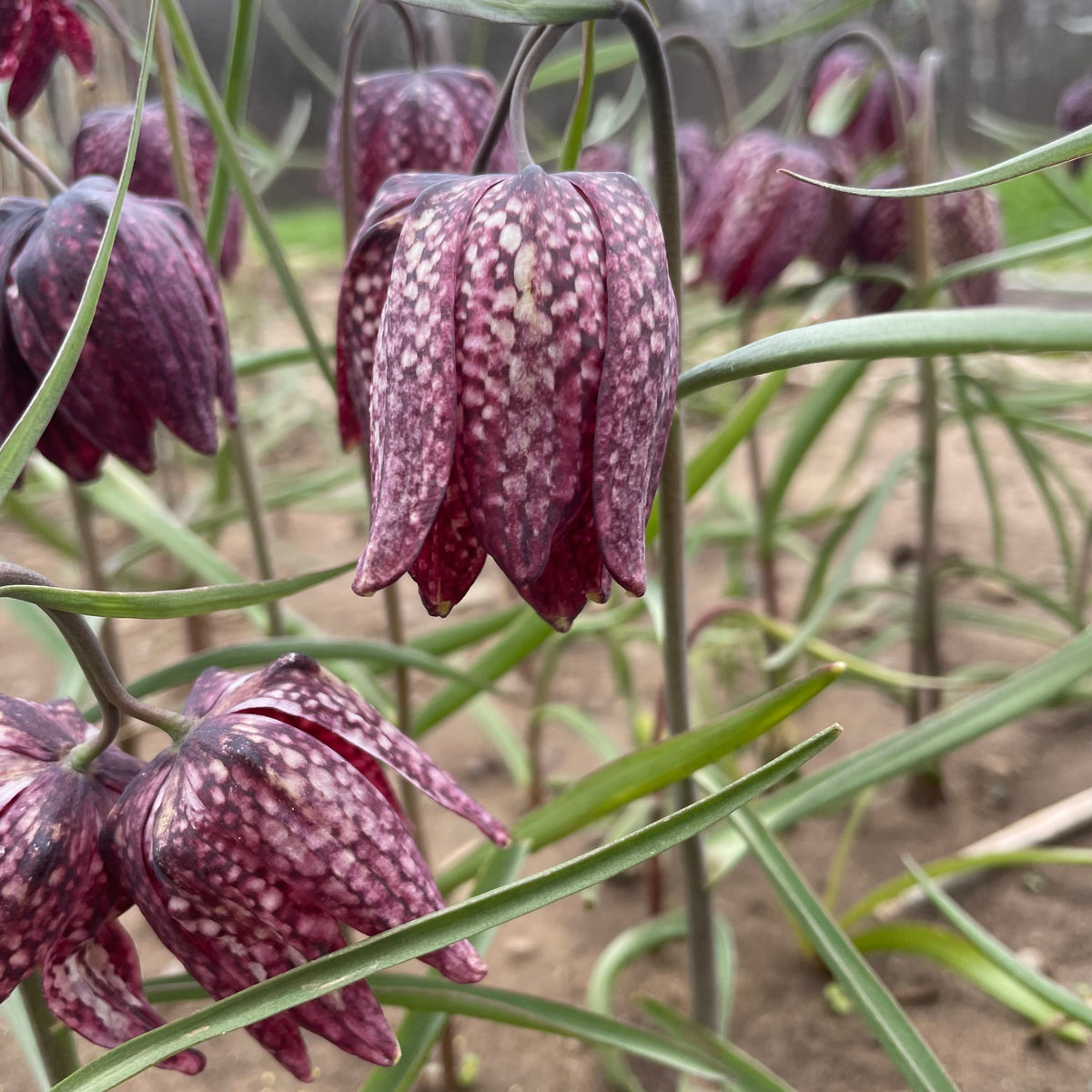 Colorful Fritillaria meleagris flowers in a mixed bouquet, showcasing bell-shaped blooms in purple and green hues.