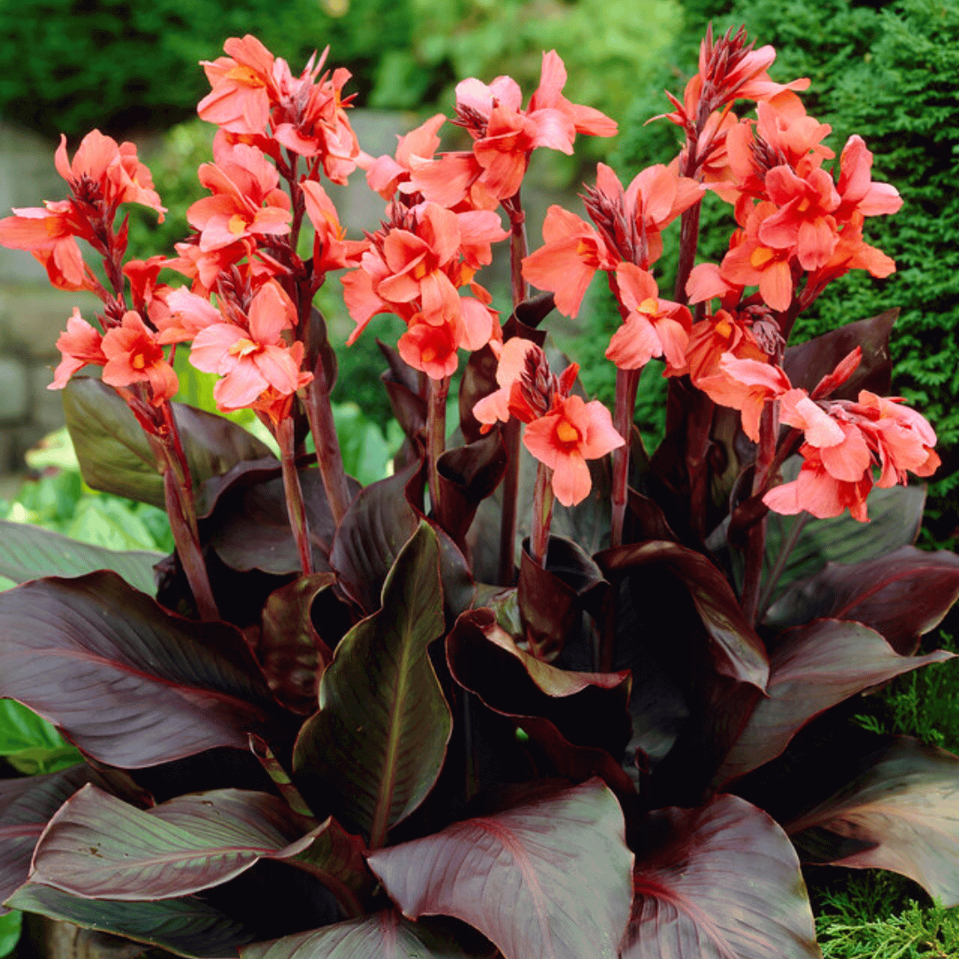 Bright orange Angelique Canna flower with lush green leaves, showcasing its vibrant petals and tropical plant features.