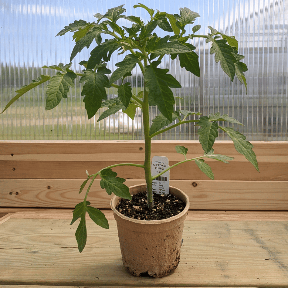 Cherokee Purple tomato seedling from Hudson Valley Seed Co., vibrant green plant with developing tomato fruit and healthy leaves.