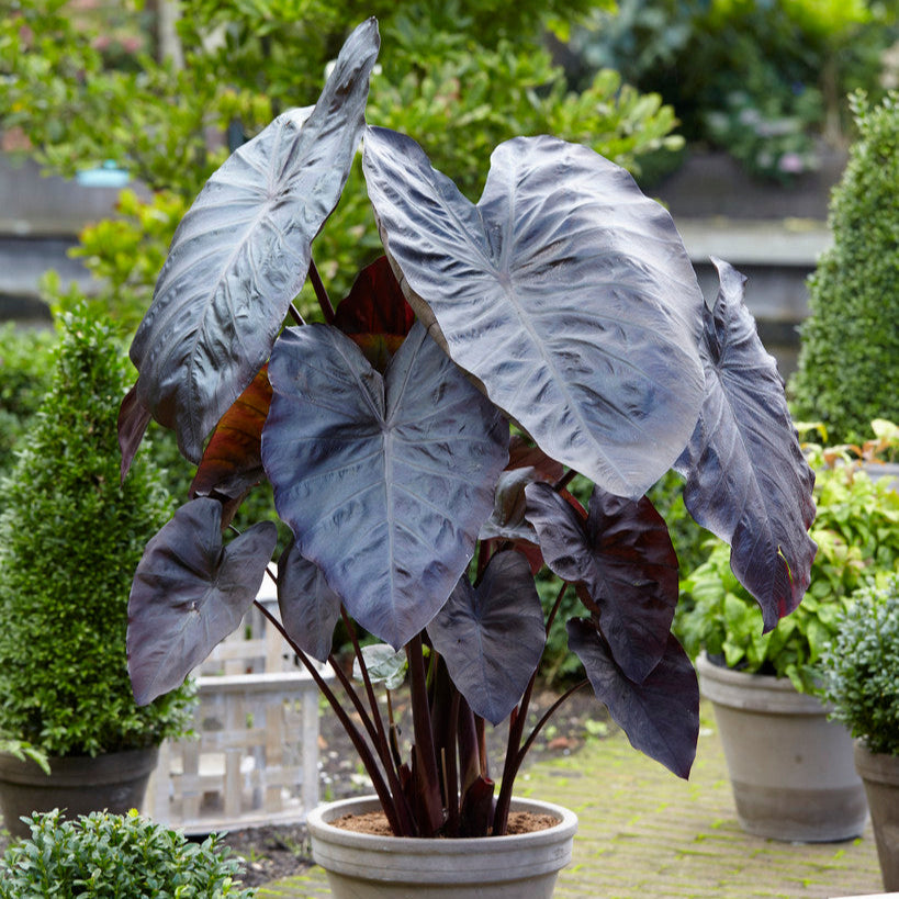 Elephant Ears &