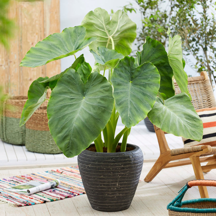 Elephant Ears &