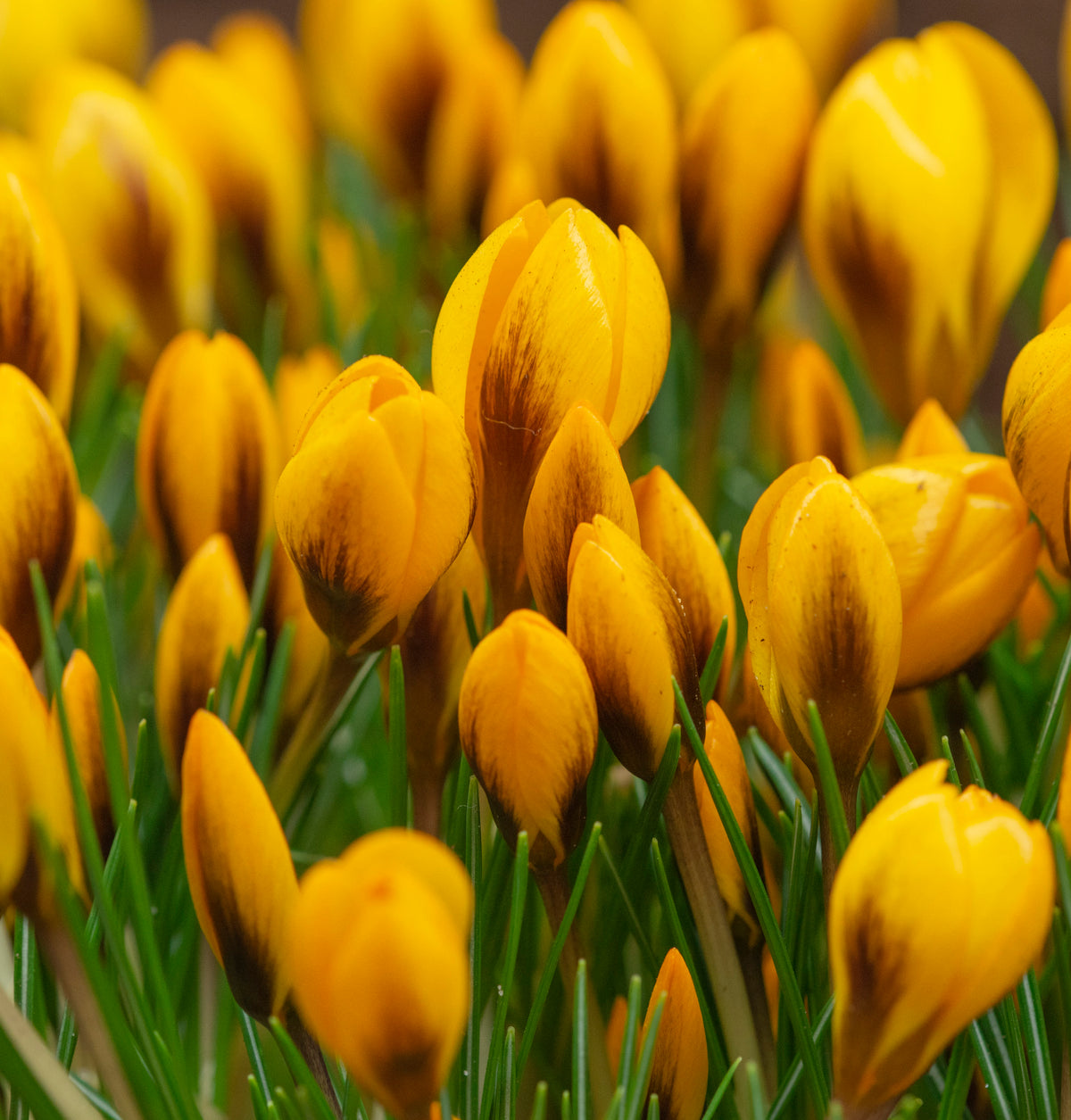 Bright yellow Crocus chrysanthus &