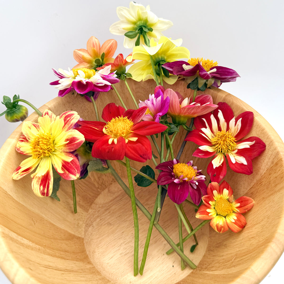 Bright pink Dandy Collarette Dahlia flower from Hudson Valley Seed Co. with layered petals and lush green foliage.