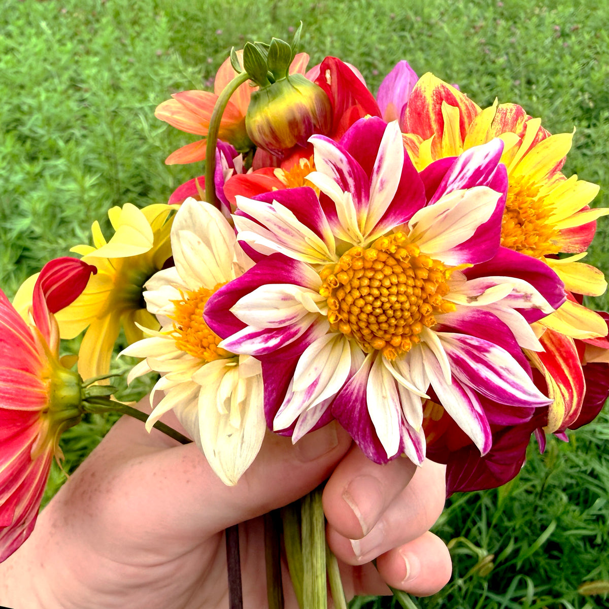 Bright Dandy Collarette Dahlia flower from Hudson Valley Seed Co. with vibrant petals and lush green foliage.
