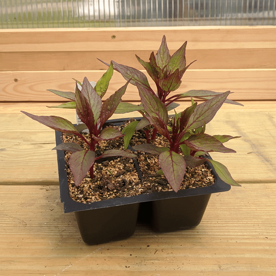 Young Dracula Celosia flower seedlings from Hudson Valley Seed Co., showcasing vibrant red and green foliage.