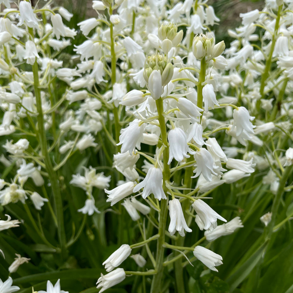 White Hyacinthoides hispanica &