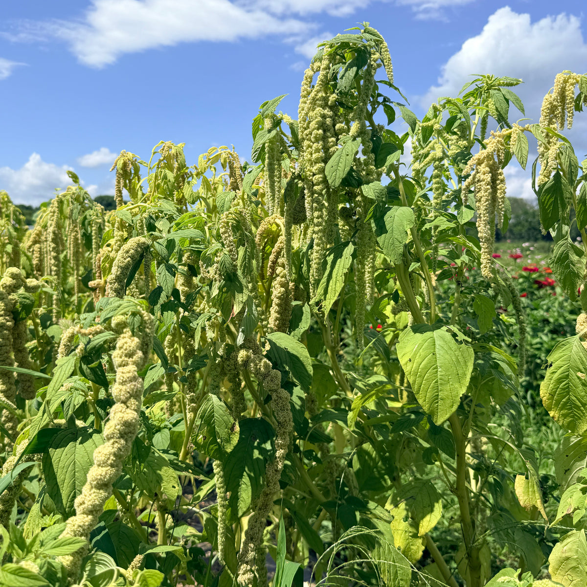 Bright green emerald tassels amaranth flower by Hudson Valley Seed Co., showcasing vibrant, feathery flower clusters.