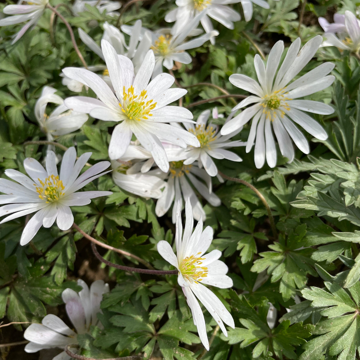 White Anemone blanda flower from Hudson Valley Seed Co., showcasing delicate white petals and vibrant yellow center.