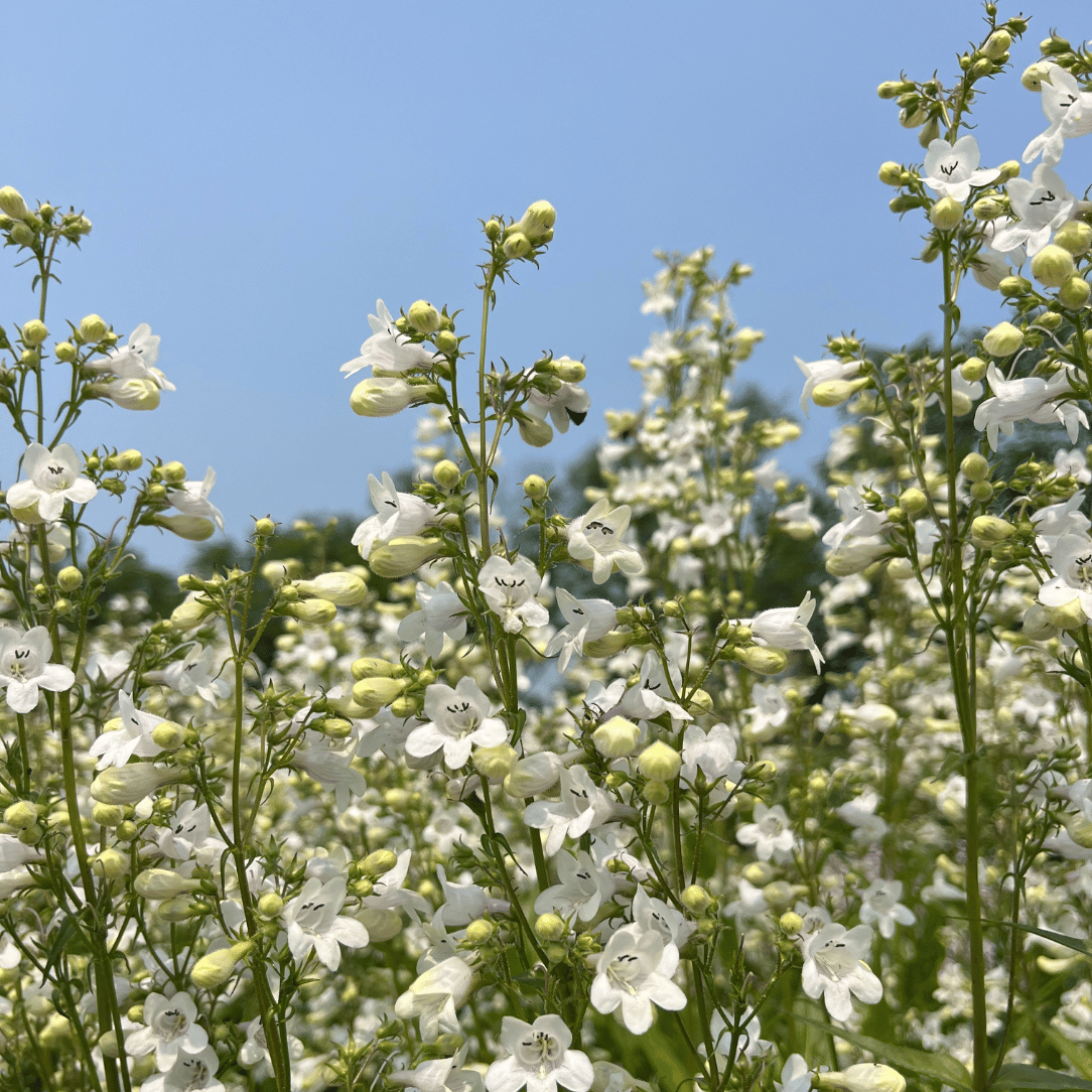 Foxglove Beardtongue - PollinateHV Local Ecotype Seedling