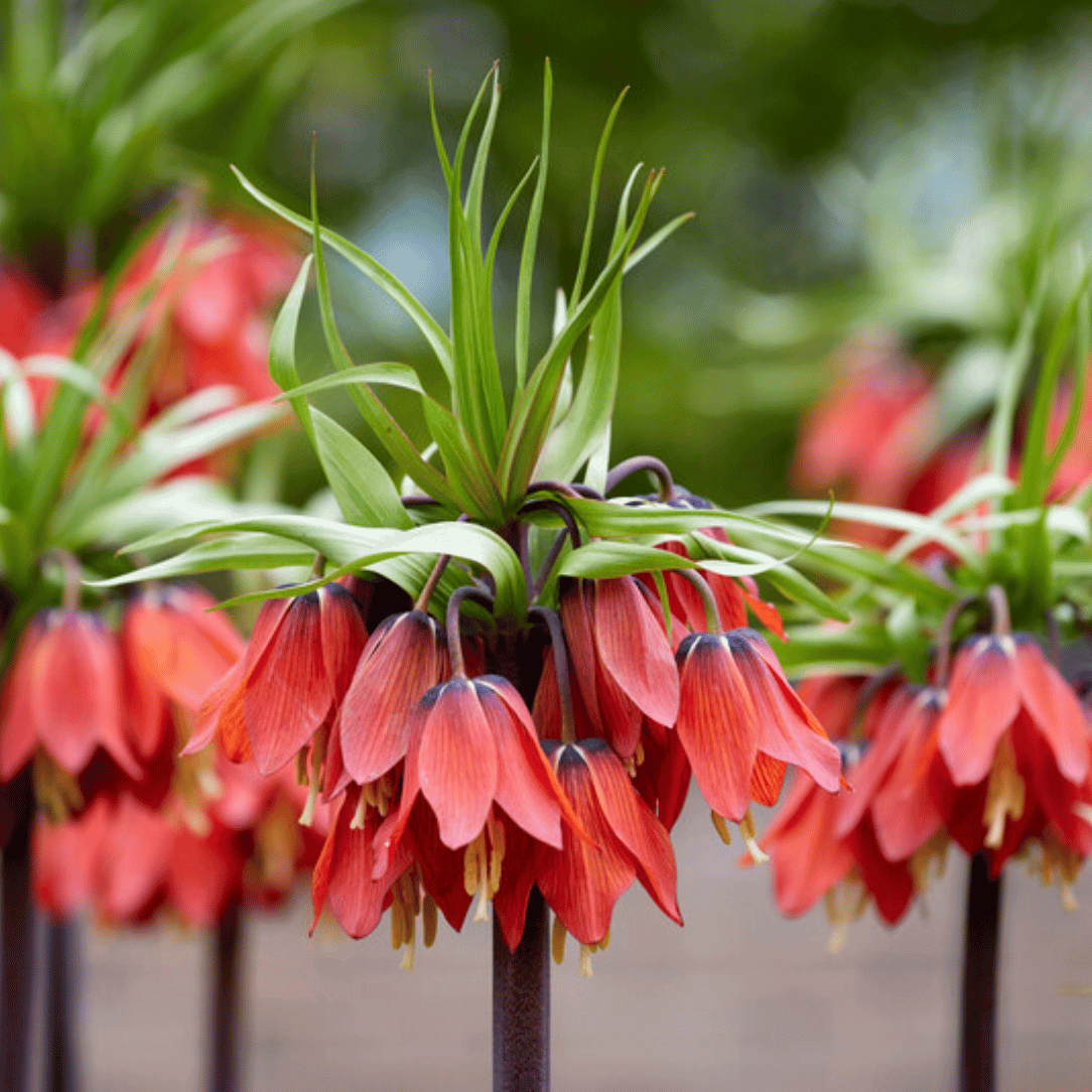 Bright Fritillaria imperialis "Rubra" flowers with vibrant red blossoms from Hudson Valley Seed Co.