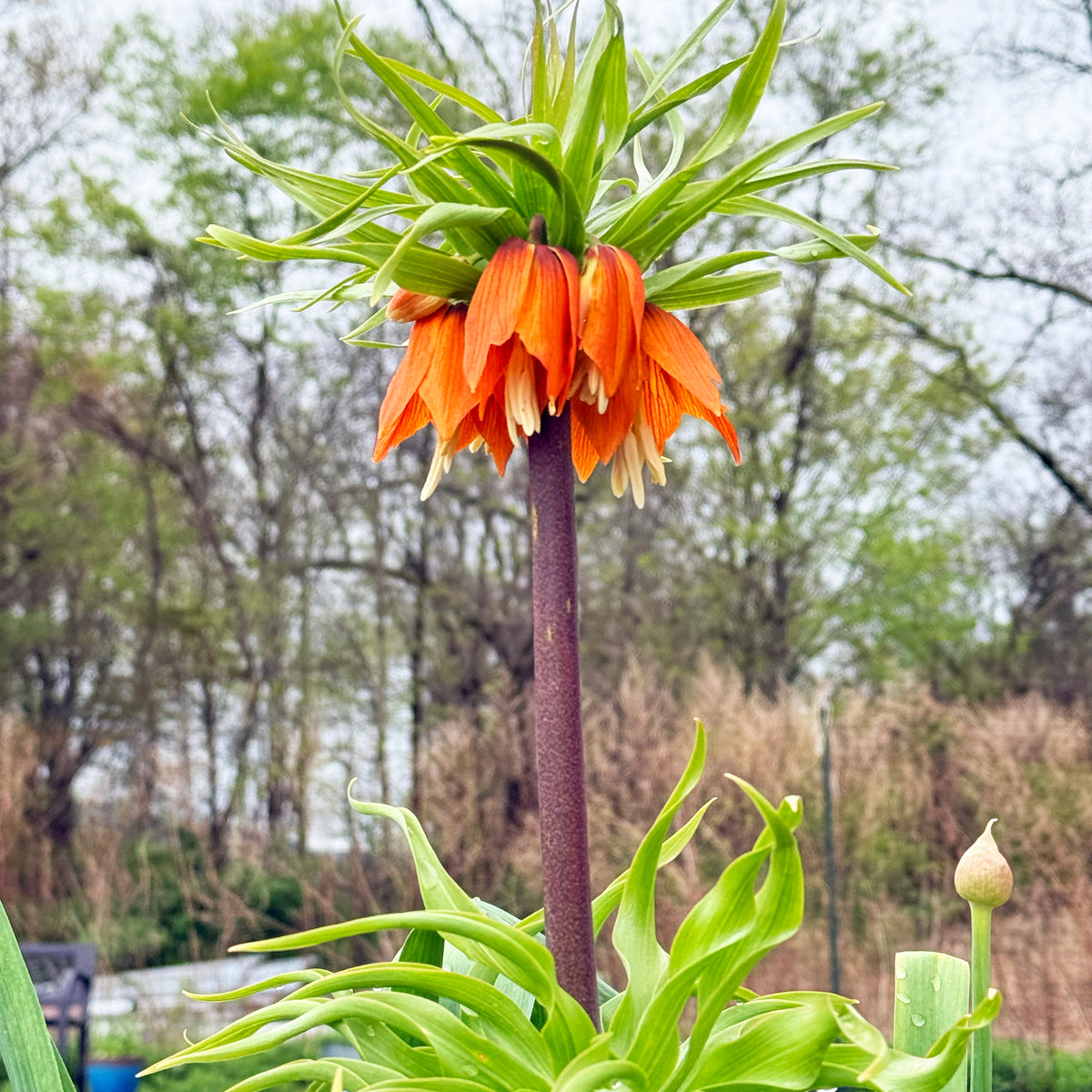 Bright Fritillaria imperialis "Rubra" flowers from Hudson Valley Seed Co., showcasing vibrant orange and green crown-shaped blooms.