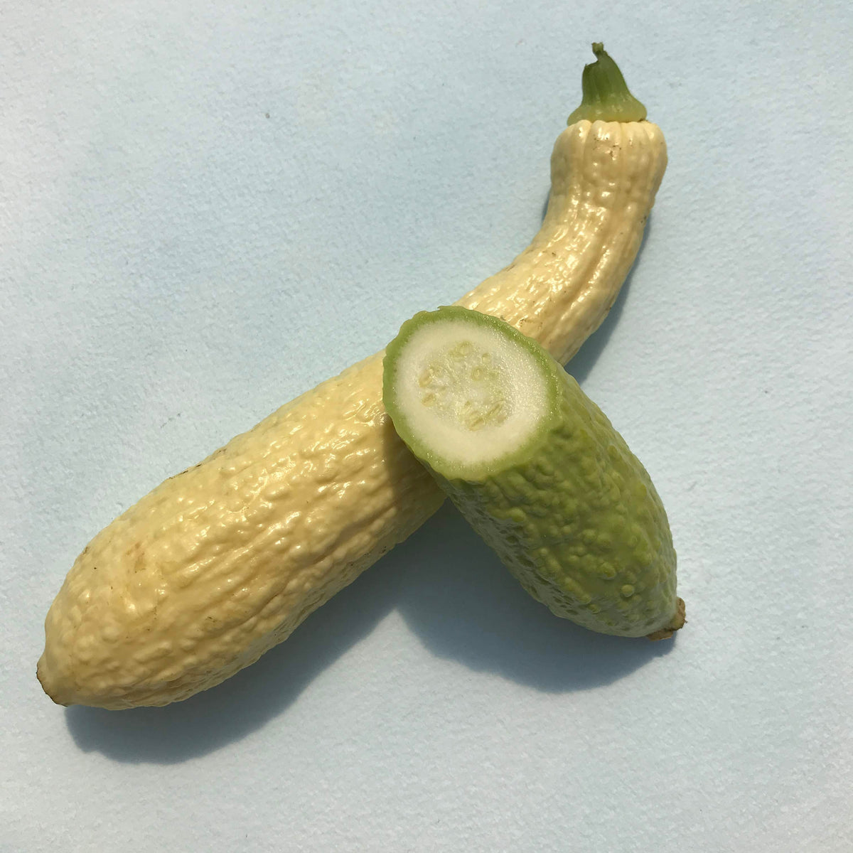 Hudson Valley Seed Co. Rugosa Friulana Squash, vibrant orange, ribbed vegetable with a rounded shape and textured skin.