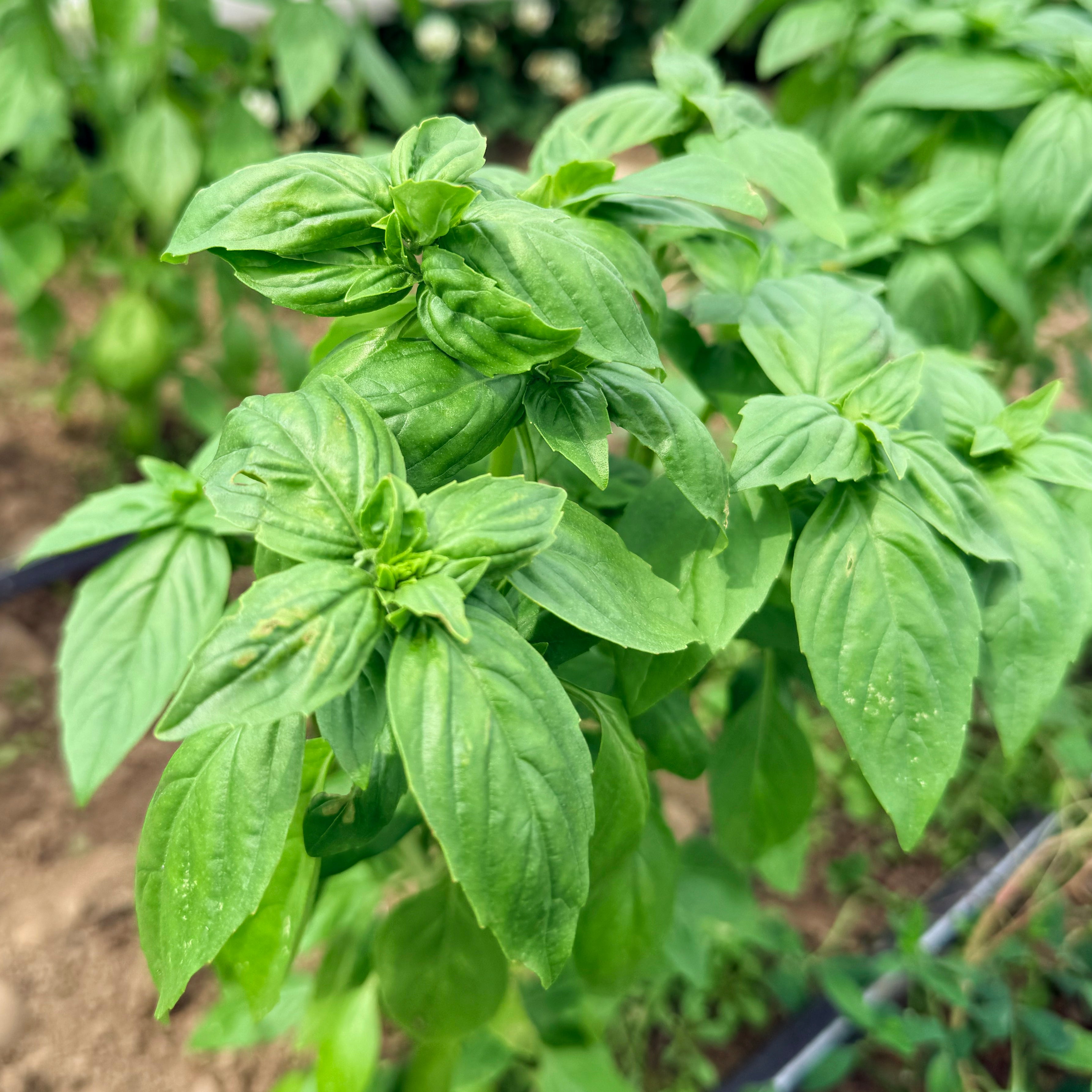 Fresh Genovese basil herb plant from Hudson Valley Seed Co., lush green leaves ideal for cooking and garnishing.