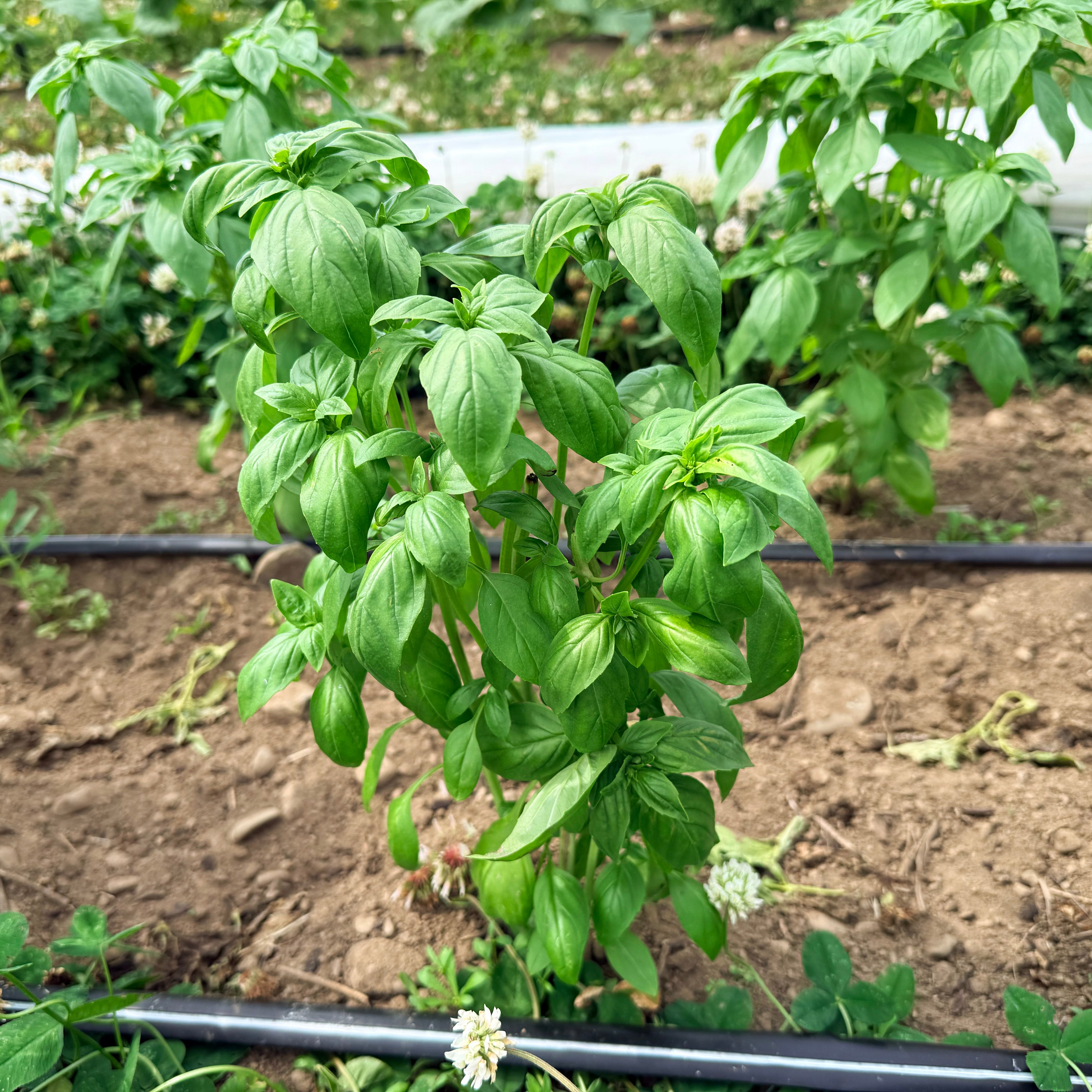 Fresh Genovese basil herb plant from Hudson Valley Seed Co., vibrant green leaves ideal for cooking and garnishing.