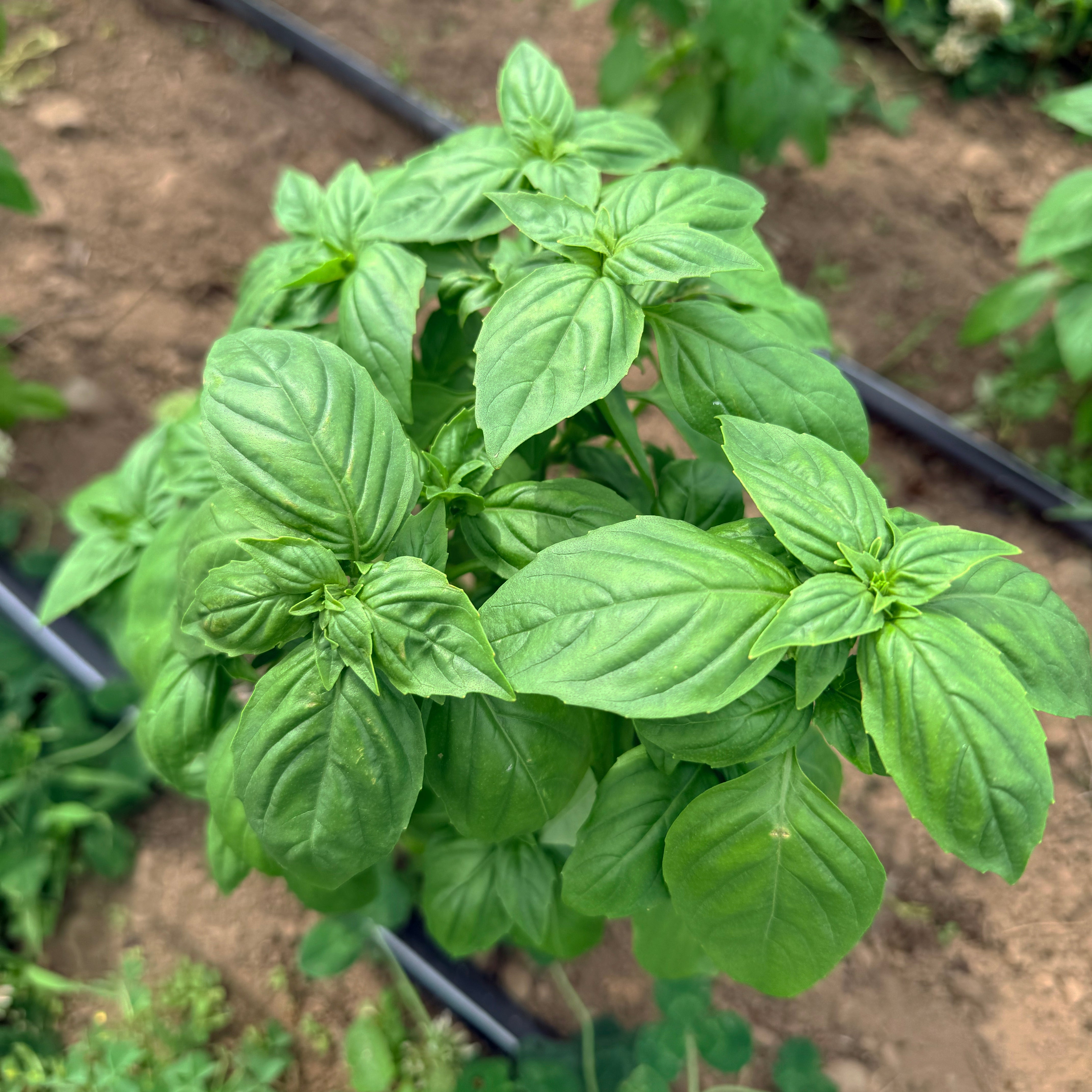Fresh Genovese basil herb plant with vibrant green leaves, grown by Hudson Valley Seed Co.