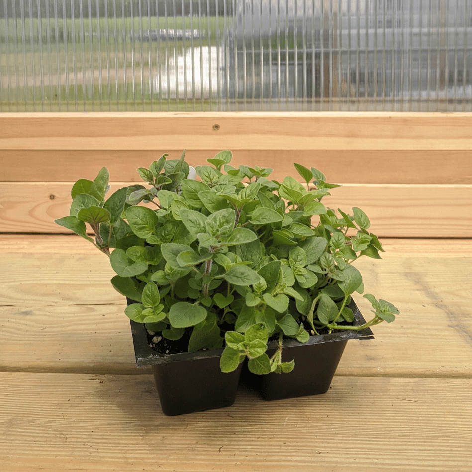 Healthy Greek oregano seedling from Hudson Valley Seed Co., ready for planting, with vibrant green leaves and sturdy stems.
