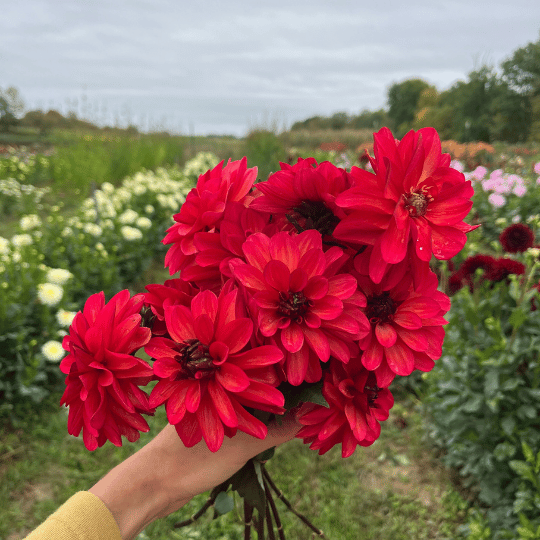 Bright orange and yellow Groovy Dahlia flower tuber from Hudson Valley Seed Co. with vibrant petals and lush green foliage.