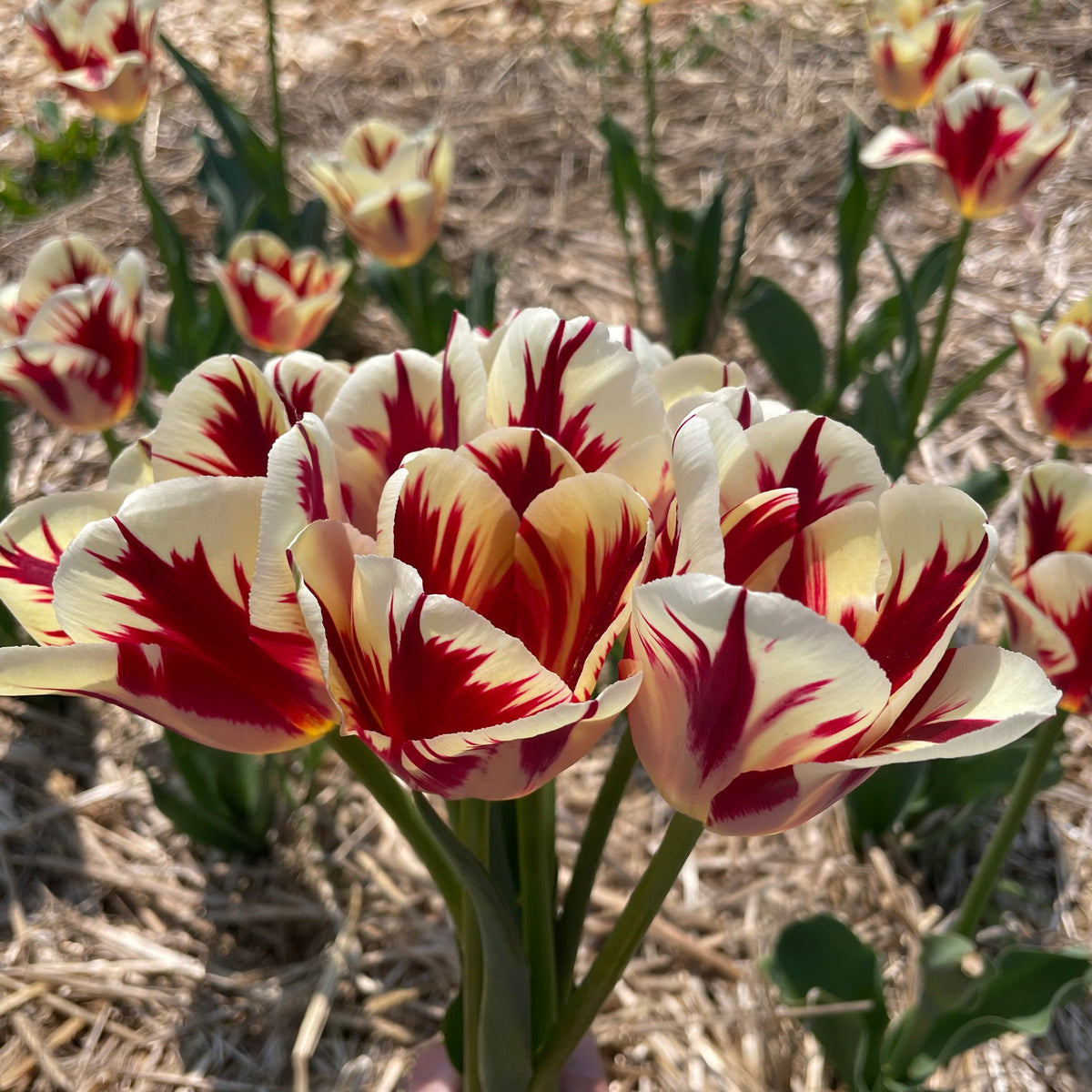 Bright pink Tulip &