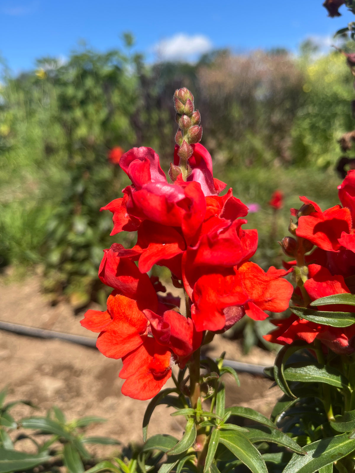 Colorful defiance snapdragon flowers from Hudson Valley Seed Co. showcasing vibrant blooms and tall flower stalks.